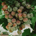 Assyrtiko