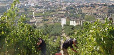 Griechische Inselweine Vol. 1: Kreta – im Weinreich des König Minos!