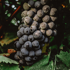 Merlot