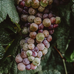 Moschofilero