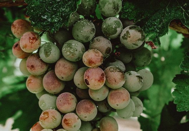 3er Assyrtiko Weißweinpaket