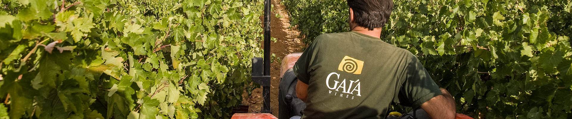 Gaia Wines