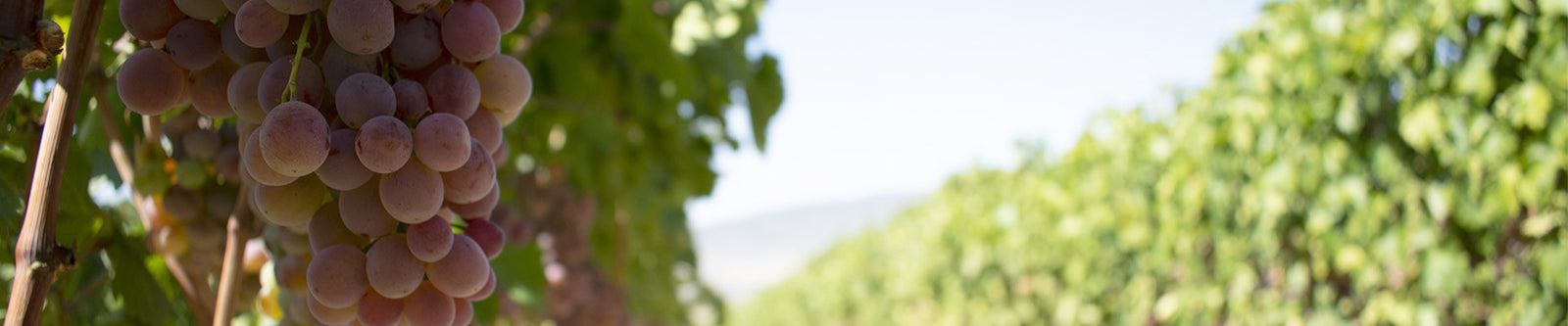 Kechris Winery