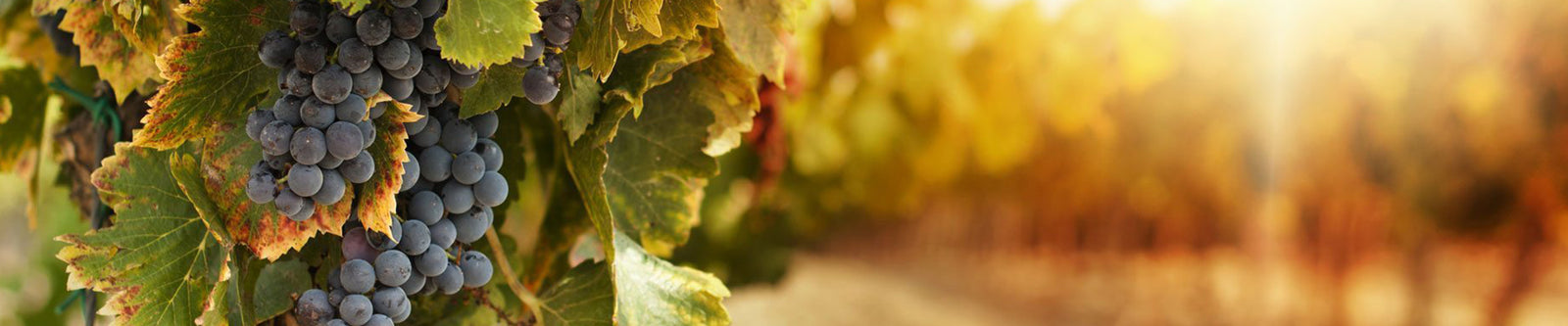 Koukos Winery