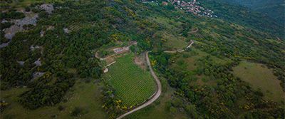 Papadopoulos Viticulture