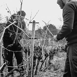 Papadopoulos Viticulture