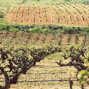 Domaine Papagiannakos