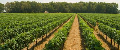 Parparoussis Winery