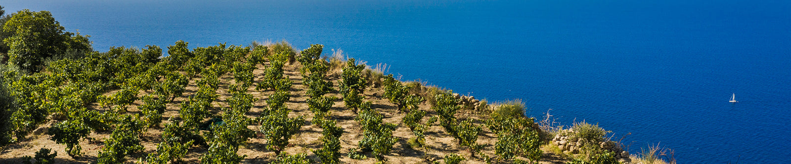Petrakopoulos Wines