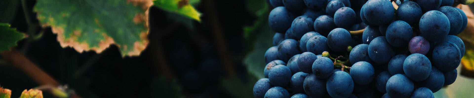 Rotwein