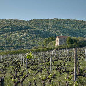 Thymiopoulos Vineyards