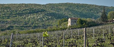 Thymiopoulos Vineyards