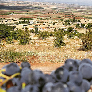 Akriotou Microwinery