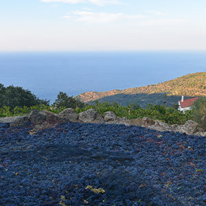 Ariousios Winery