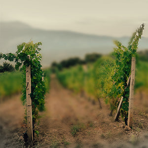 Domaine Katsaros