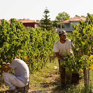 Grampsas Winery