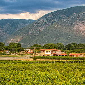 Kamkoutis Vineyards