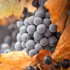 Koukos Winery