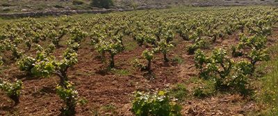Domaine Economou