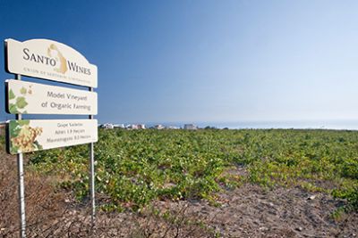 Santo Wines
