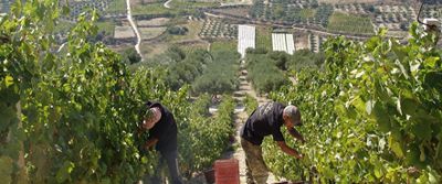 Douloufakis Winery