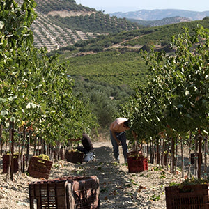 Douloufakis Winery