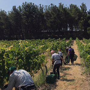 Charalaboglou Wines