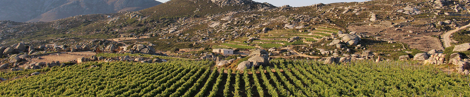 Volacus Wine