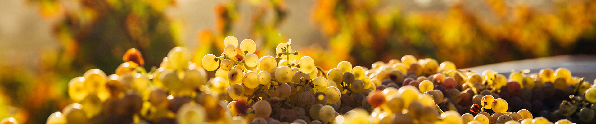 Süßwein